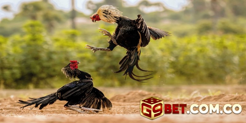 Đá Gà Online G9BET