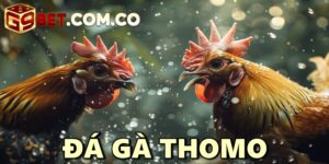 Đá gà Thomo