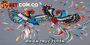 Đá gà trực tuyến G9BET – sân chơi dành cho mọi kê thủ